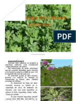 TEHNOLOGIA-DE-CULTIVARE-A-LUCERNEI.pdf