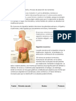 Digestión y Proceso de Absorción de Nutrientes