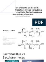 Producción Eficiente de Ácido L-Láctico Por Saccharomyces Cerevisiae