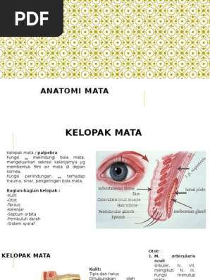 28+ Anatomi Mata Scribd