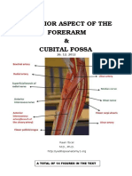 Anterior Aspect of The Forearm Cubital Fossa 2012