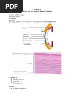 Cornea