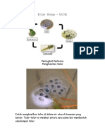 Siklus Hidup Katak dalam