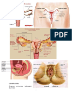 Aparato Genital Femenino