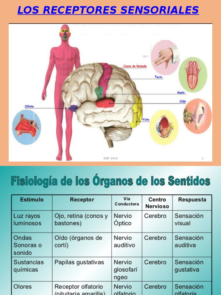 RECEPTORES SENSORIALES..ppt Gusto Percepción visual