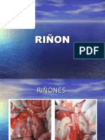 RIÑÓN (Anatomía)