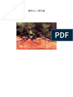 Beetles 2 PDF