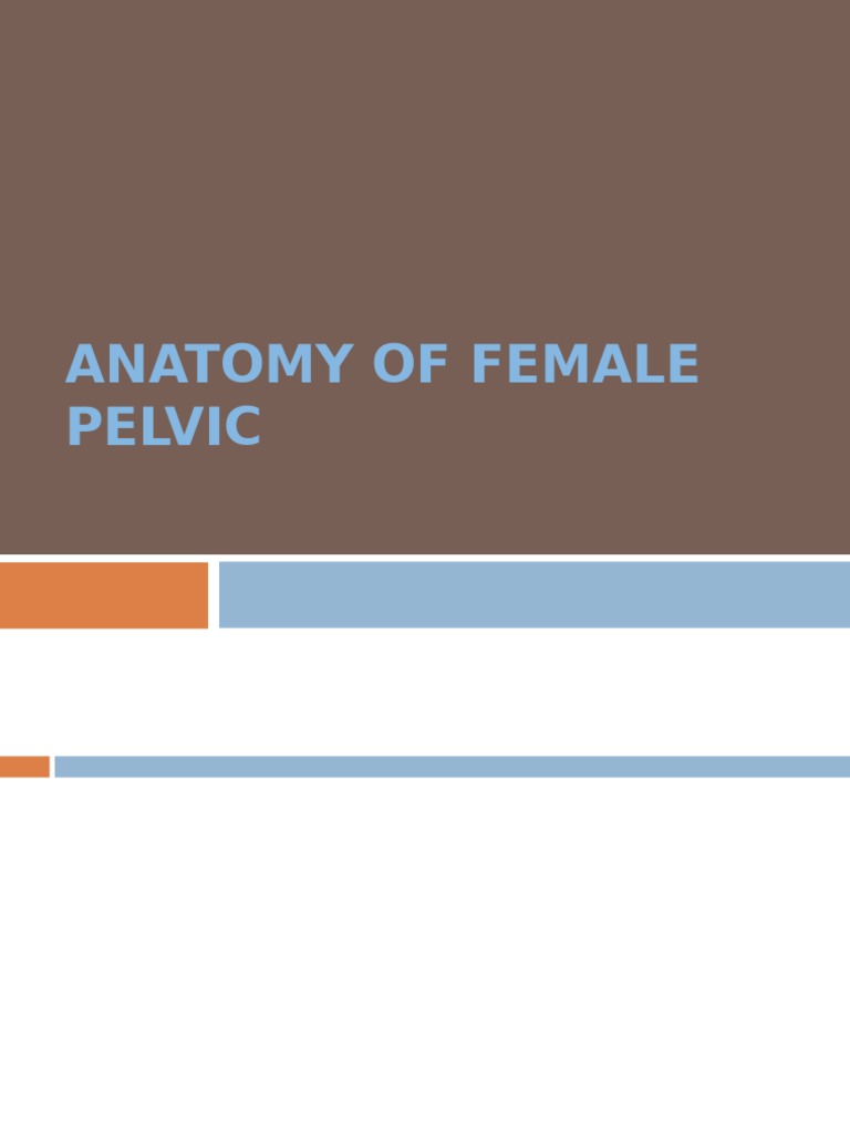 Anatomy of Female Pelvic | PDF | Pelvis | Musculoskeletal System