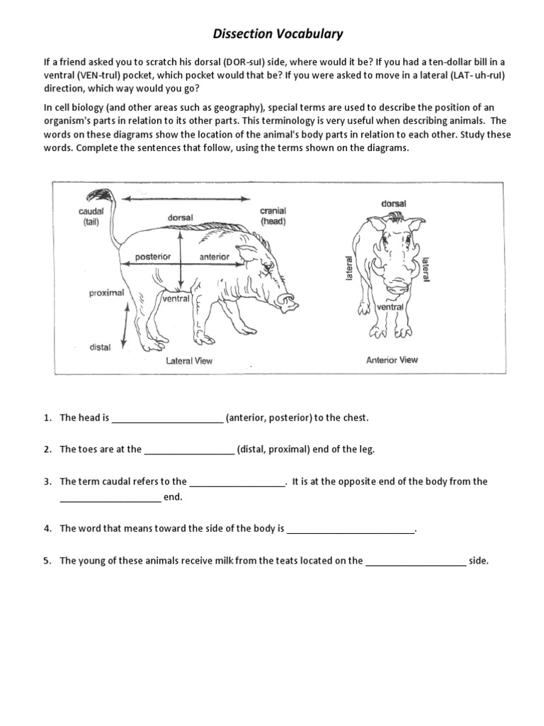 Worm Dissection and Terms | PDF | Anatomical Terms Of Location |  Gastrointestinal Tract