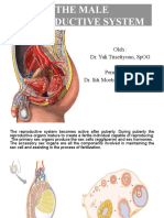 YL Anatomy of The Male Reproductive System