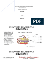 Inervación Motora y Sensitiva Del Músculo Esquelético