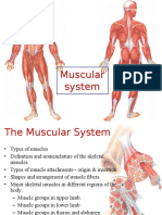 Muscular System