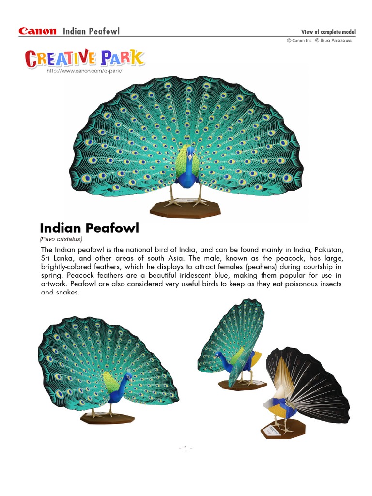 Indian Peafowl | PDF | Home & Garden