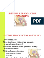 Sistema Reproductor Masculino