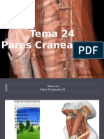 Tema 24 Pares Craneales III