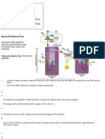 Light Reaction Electron Pathway