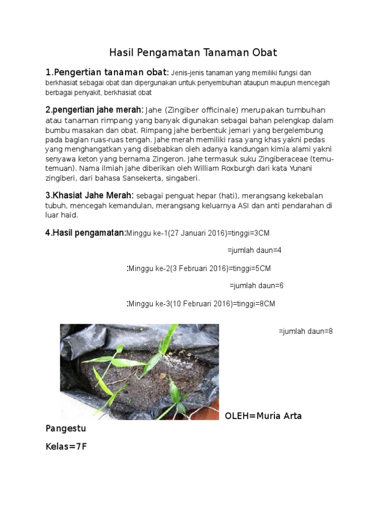 Hasil Pengamatan Tanaman Obat