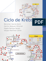 Ciclo de Krebs