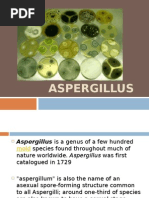 Download Aspergillus by   SN31423378 doc pdf
