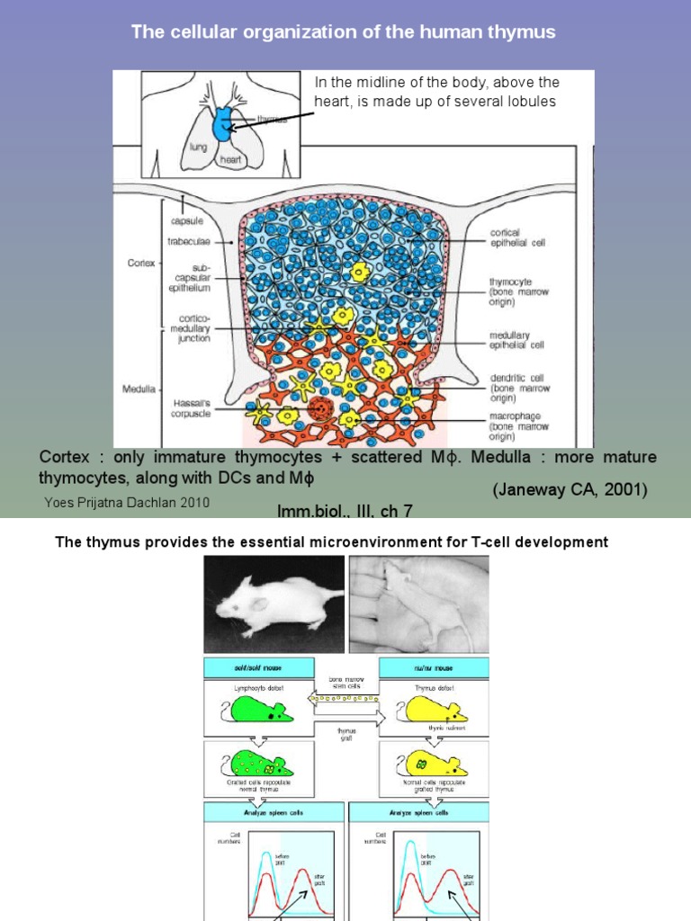 T Cells & Autoimmunity, s3 | PDF | T Cell | Thymus