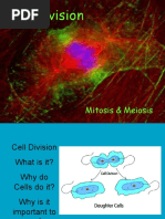 Cell Division Mitosis Meiosis