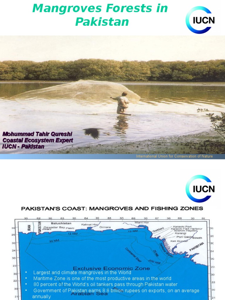 Mangrove Forests of Pakistan: Status & Challenges | PDF | Mangrove ...
