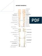 Anatomía Topográfica Miembro Inferior