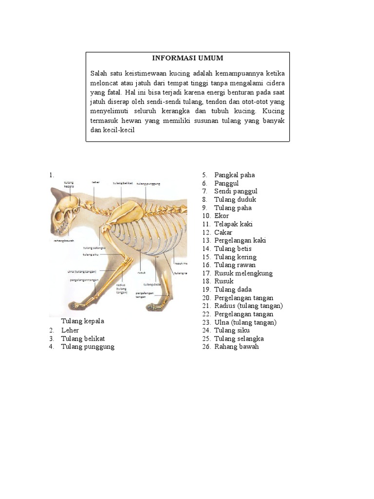 Rangka Kucing | PDF