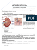 Anatomi & Fisiologi Saluran Kemih Dan Ureterolithiasis
