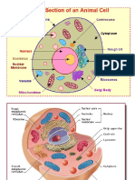 Cells