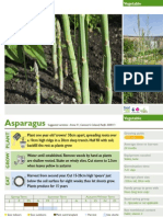 Asparagus growing instructions