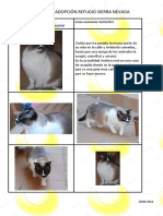 gatos.pdf