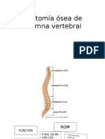 Anatomía Ósea de Columna Vertebral 
