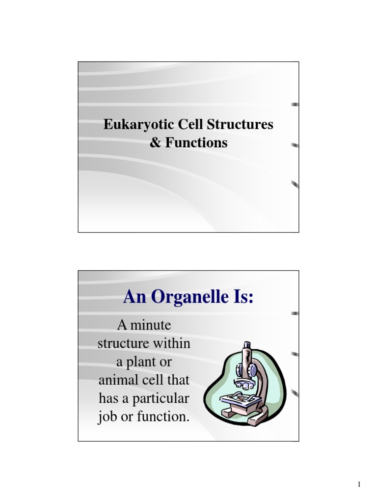 Eukaryotic Cell Structures | PDF | Endoplasmic Reticulum | Cell (Biology)
