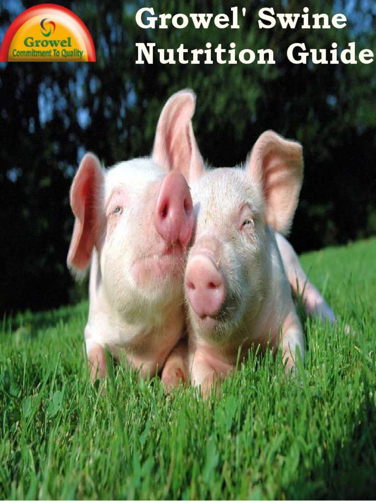 Swine Nutrition Guide Overview | PDF | Oat | Domestic Pig