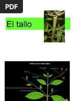 El Tallo