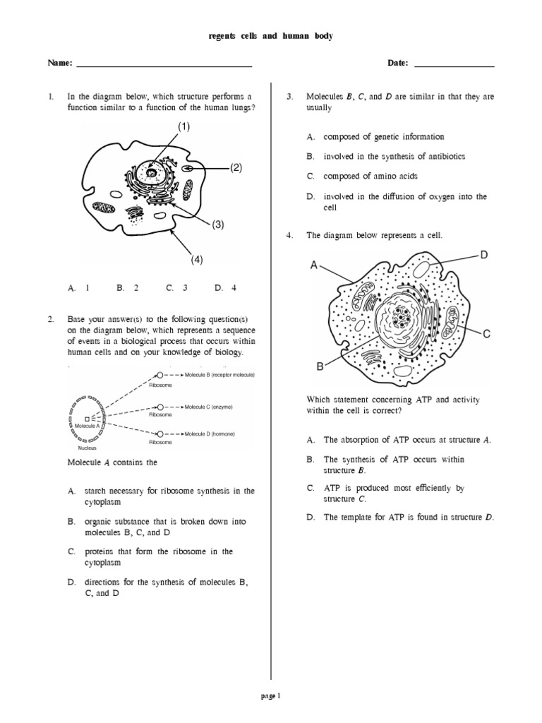 Regents Cells and Human Body PDF Cell (Biology) Virus
