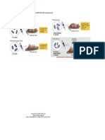 Illustrations and Self Quizzes For DNA, Mitosis, Etc