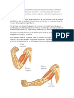 Cómo los músculos crean movimiento a través de la contracción y relajación