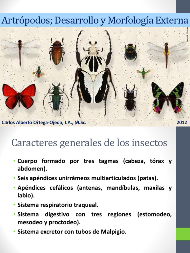 Insectos Desarrollo y Morfología | PDF | Insectos | Artrópodos