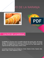 Cultivo de La Naranja