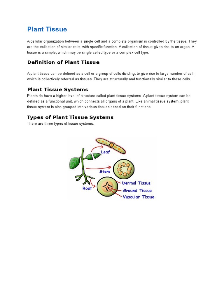 Overview of Plant Tissue Types | PDF | Tissue (Biology) | Bark