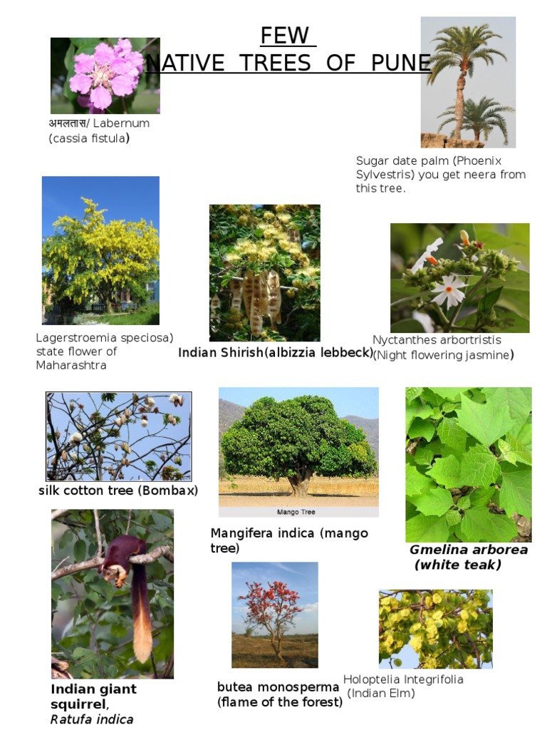 Native Trees of Pune Botany Organisms