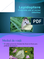 Lepidoptere