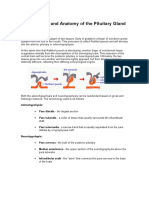 Development and Anatomy of The Pituitary Gland