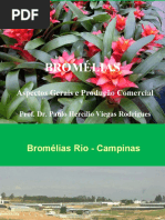 cultivo Bromelia 2013