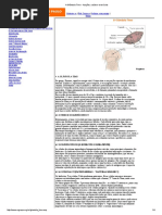 288015779 a Glandula Timo Funcoes Saude e Exercicios PDF (1)