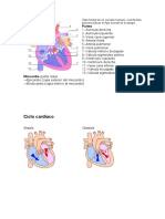 Vista Frontal de Un Corazón Humano