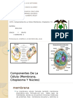 Componentes de La Célula (Membrana, Citoplasma