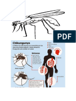 chukungunya.docx